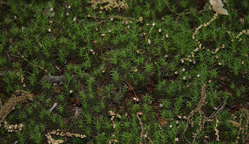 Polytrichum perigoniale
